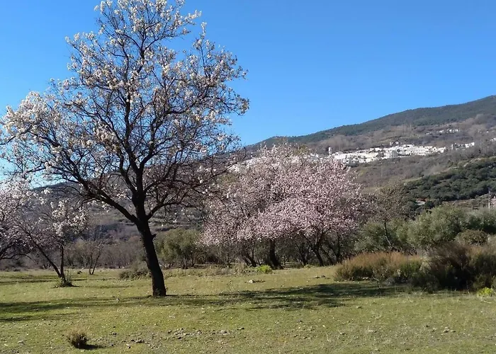 Castano Real *