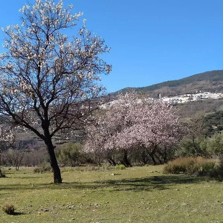 Castano Real *