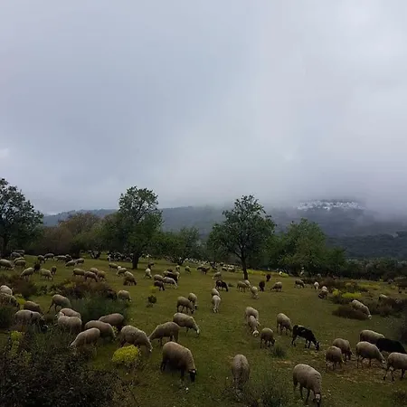 Castano Real * Atalbéitar