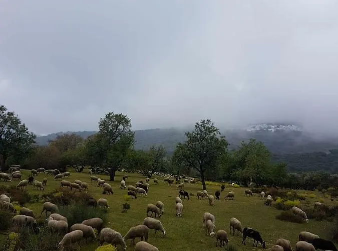 Castano Real * Atalbeitar